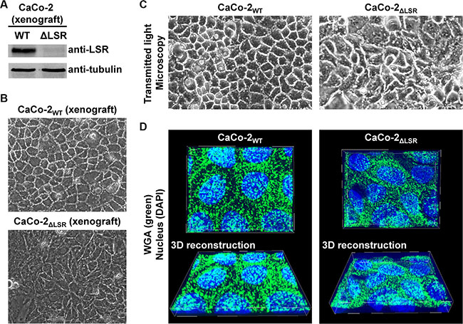 Morphology of cell monolayers from CaCo-2WT versus CaCo-2&#x0394;LSR cells.