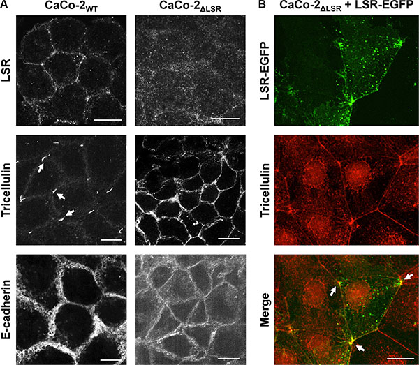 Staining of bi- and tricellular marker proteins in cell monolayer of wild-type and LSR-deficient CaCo-2 cells.