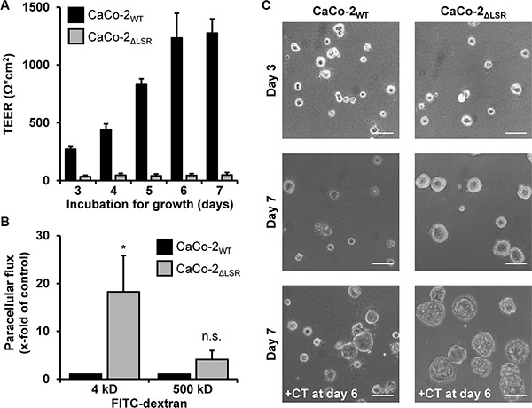 Assessing the epithelial barrier function of CaCo-2WT and CaCo-2&#x0394;LSR cells.
