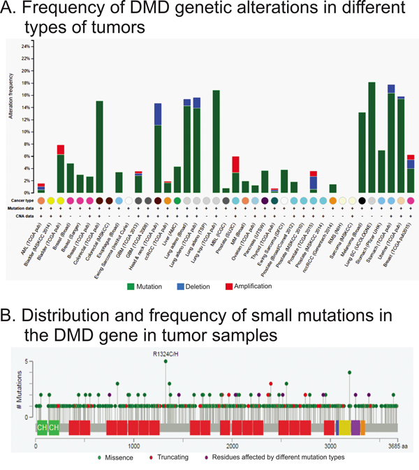 Analysis of genetic alterations in DMD using cBioPortal data.