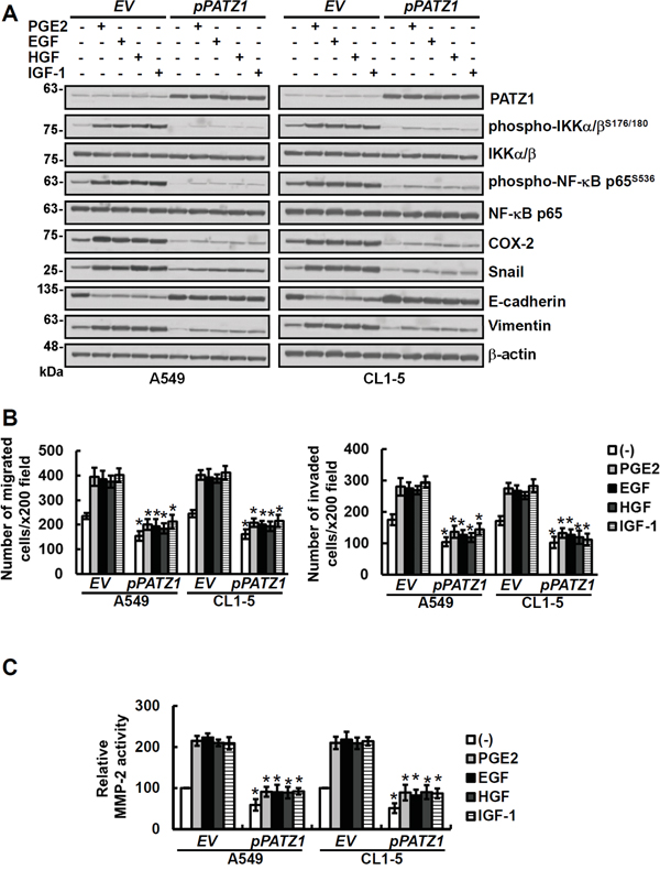 Overexpression of PATZ1 attenuates the effects of growth factors and PGE2 on phospho-NF-&#x03BA;B, COX-2, Snail, EMT and MMP-2 activity as well as migration/invasion of the lung cancer cells.