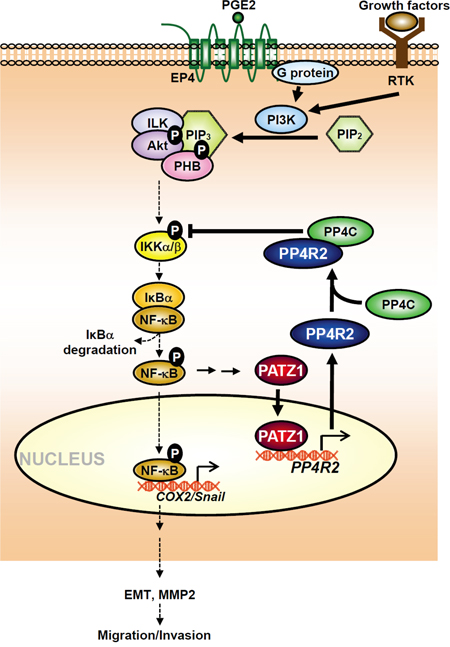 Schematic diagram illustrates the roles of PATZ-1 and PP4R2 in regulating the effects of growth factors and PGE2 on IKK/NF-&#x03BA;B signaling, COX-2, Snail and migration/invasion of lung cancer.