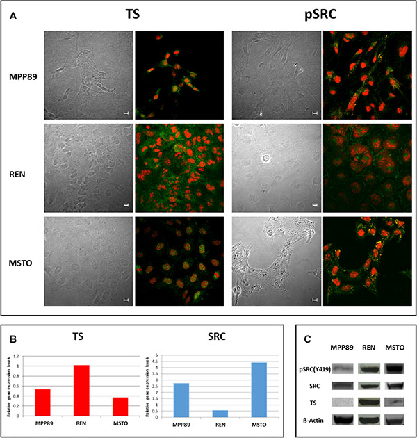 Basal TS, pSRC and SRC localization and expression in MPM cells.