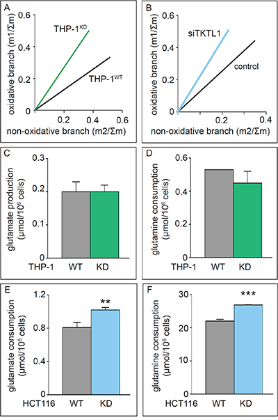 Effects of TKTL1 silencing on PPP unbalance and glutamine metabolism.