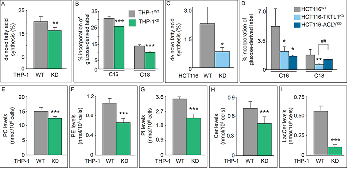 Effects of TKTL1 silencing on global cell lipidome.