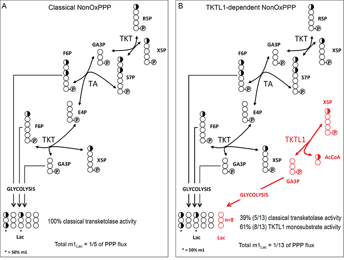 Label distribution depending on the mechanism of reaction of the TKTL1.