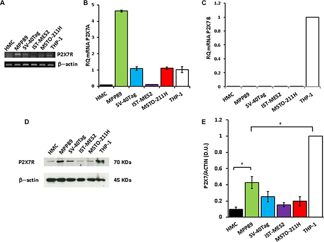 P2X7R expression in MPM cells.