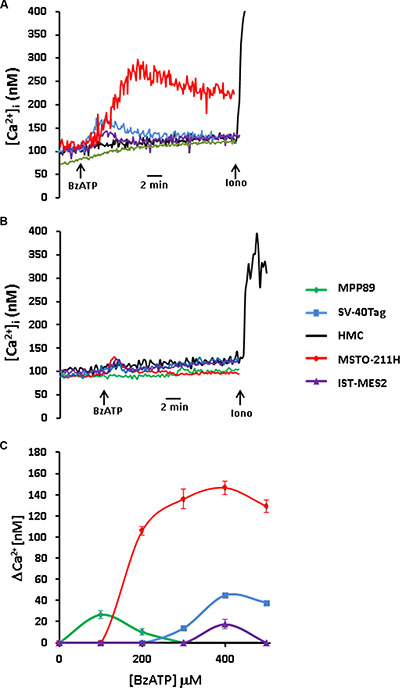 P2X7R-stimulated cytoplasmic Ca2+ increases in MPM cells are blocked by AZ10606120.