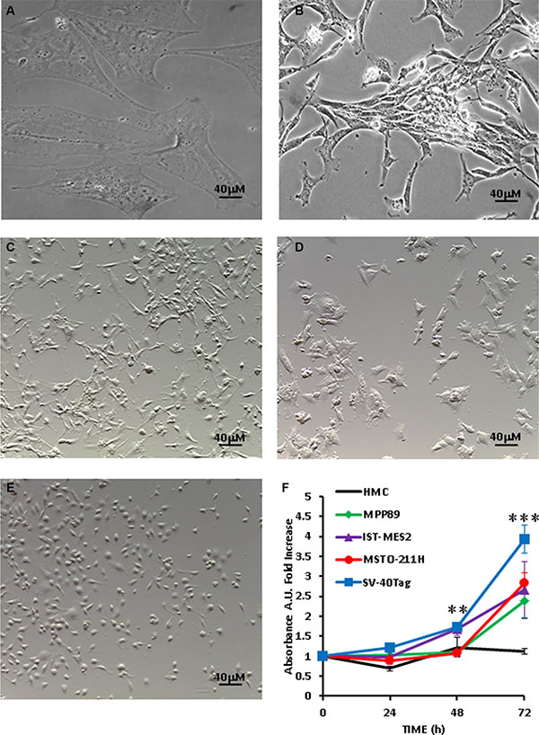 Growth rate and morphology of MPM cells.