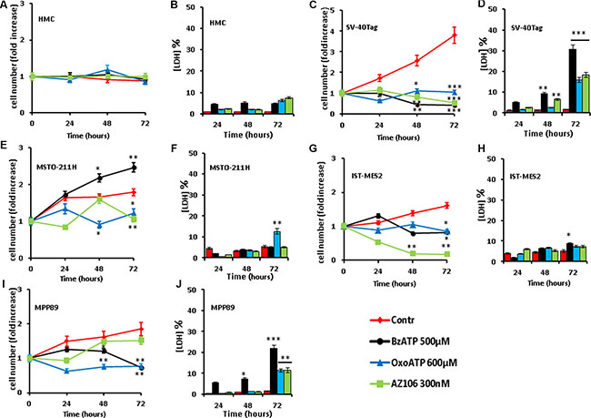 P2X7-targeting inhibits in vitro MPM cell growth.
