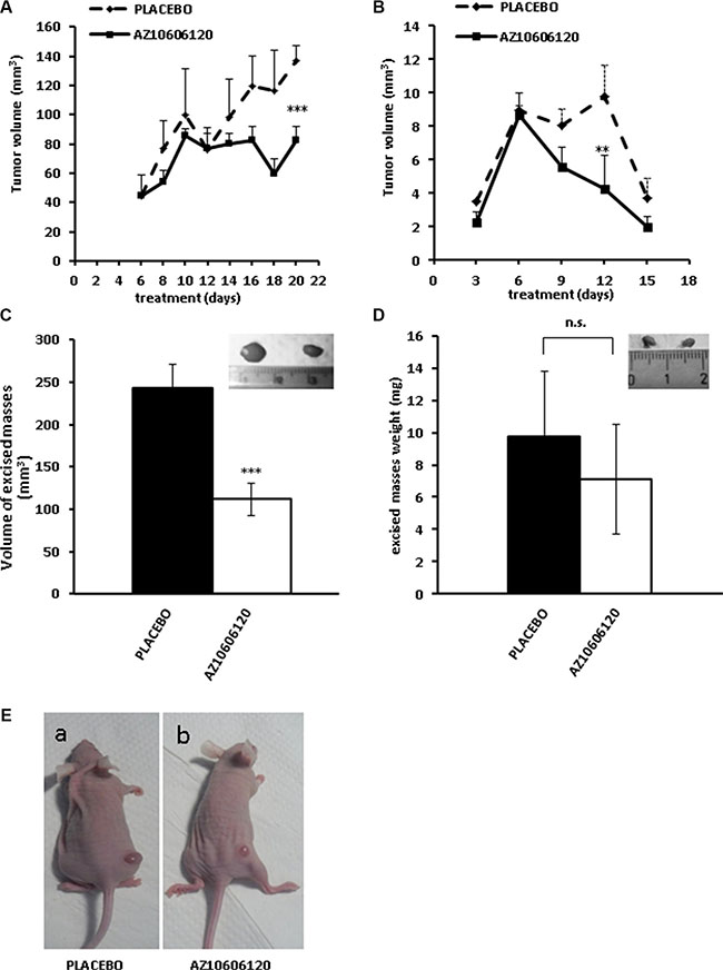 P2X7R-targeting inhibits growth of s.c. inoculated MPM cells.