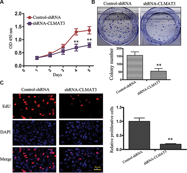 lncRNA-CLMAT3 knockdown inhibited CRC growth in vitro.