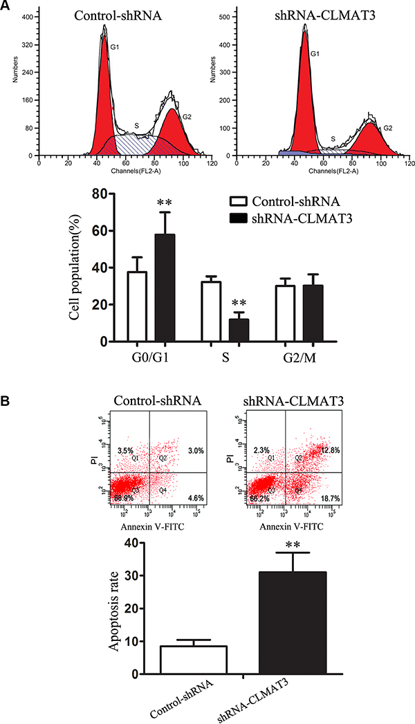 lncRNA-CLMAT3 controlled cell cycle progression and apoptosis in LOVO cells.