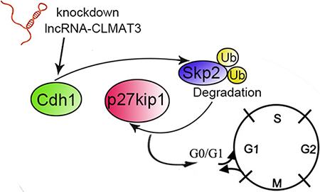 Schematic diagram of lncRNA-CLMAT3 regulation of Cdh1 expression.