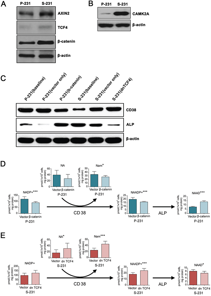 NAAD+ levels are regulated downstream of Wnt signaling by CD38 and alkaline phosphatase.