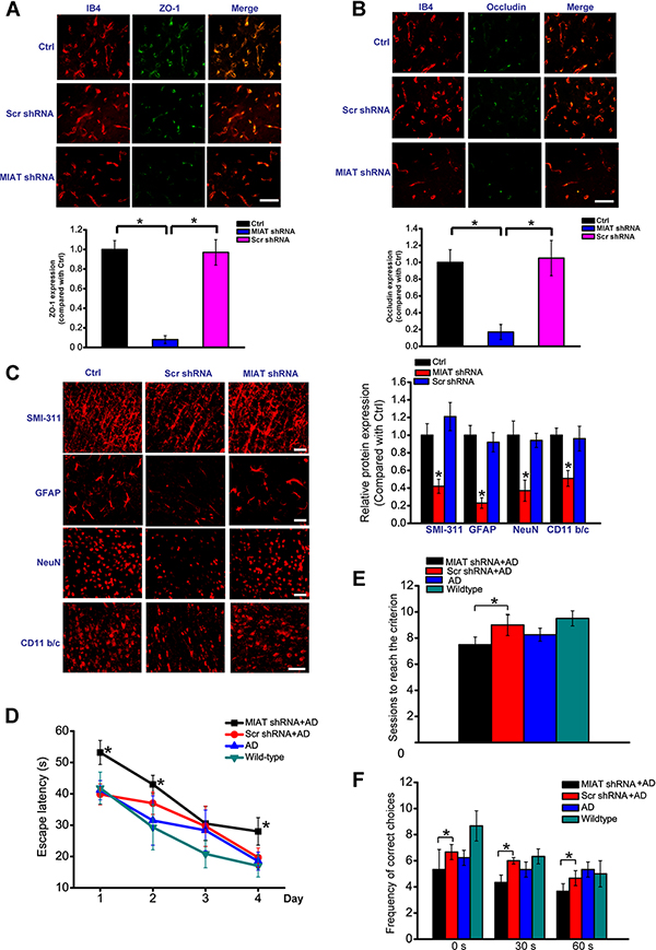 MIAT reduction exacerbates Alzheimer&#x2019;s disease vasculo-neuronal dysfunction.