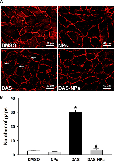 Effects of DAS and DAS-loaded NPs on adherent junctions between HPAECs.