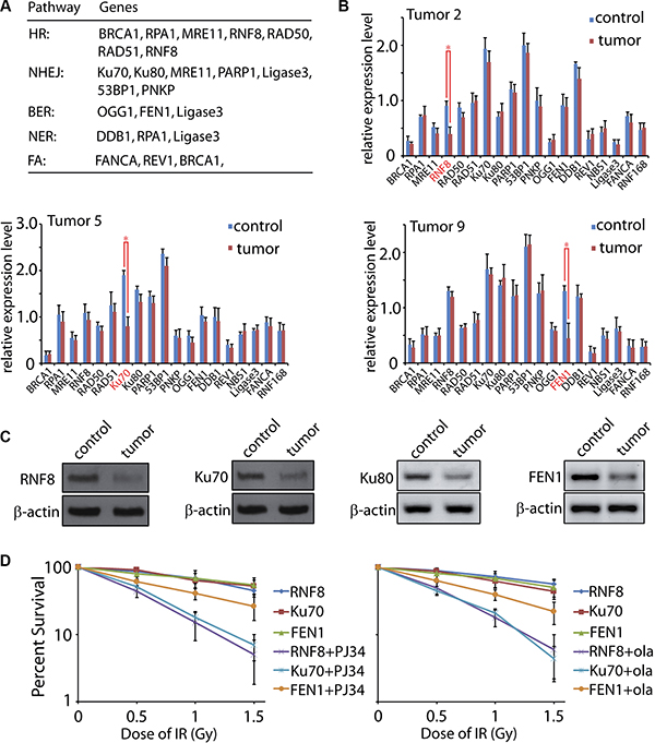 Expression level of DNA damage response factors in human ovarian cancer.