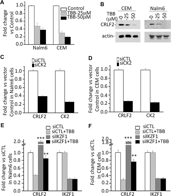 CK2 inhibitor-TBB suppress the expression of CRLF2 in an IKZF1-dependent manner.