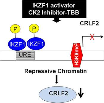 Proposed model of IKZF1 activator inducing suppression of CRLF2 expression.