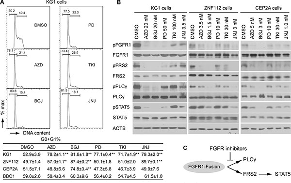 Cell growth inhibition induced by FGFR inhibitors is consistent with downregulation of FGFR1 phosphorylation.