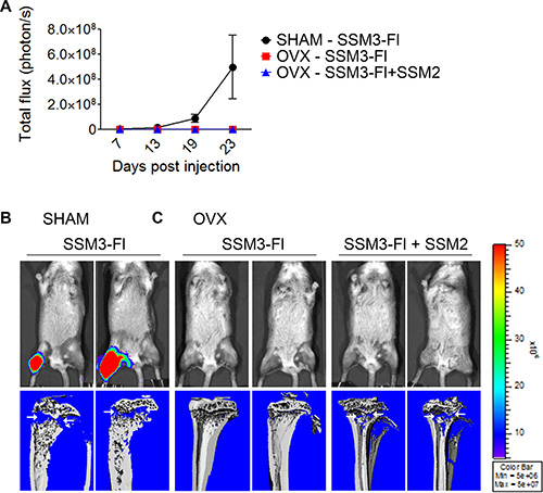 Bone preconditioning by SSM2 cells is not sufficient to allow estrogen-independent growth of SSM3 cells.