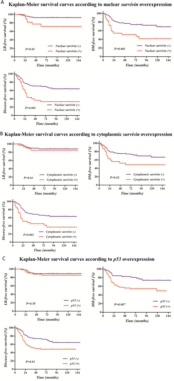 Kaplan-Meier survival curves according to survivin or p53 overexpression: Survival rates were significantly related with the overexpression of nuclear