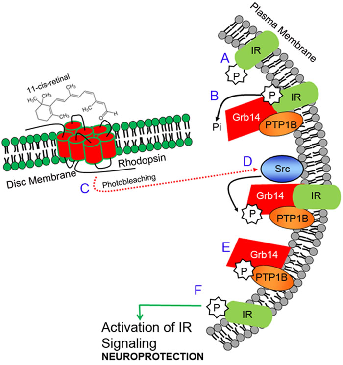 Insulin receptor signaling pathway in photoreceptors.