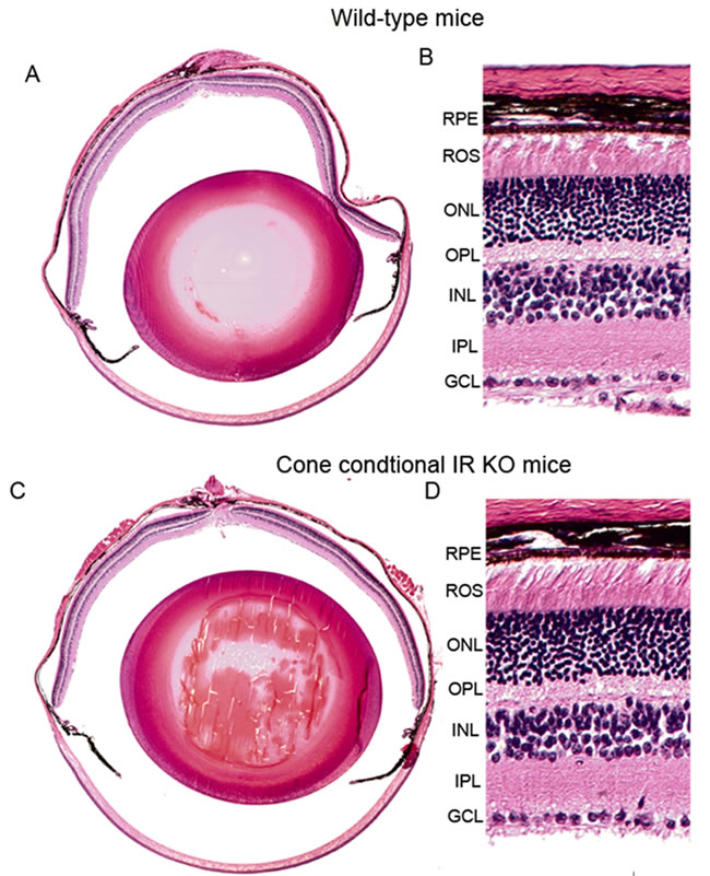 Morphology of cone-specific IR KO retina.