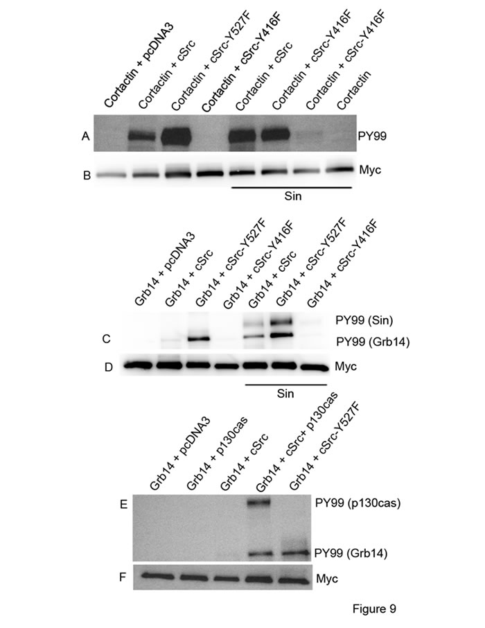 Activation of Src