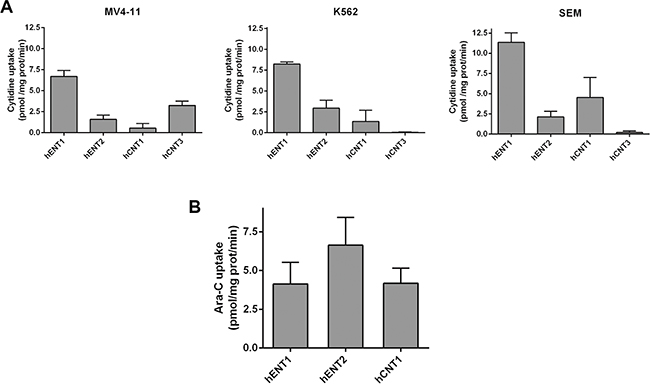 Characterization of nucleoside transporter activity implicated in Ara-C uptake.