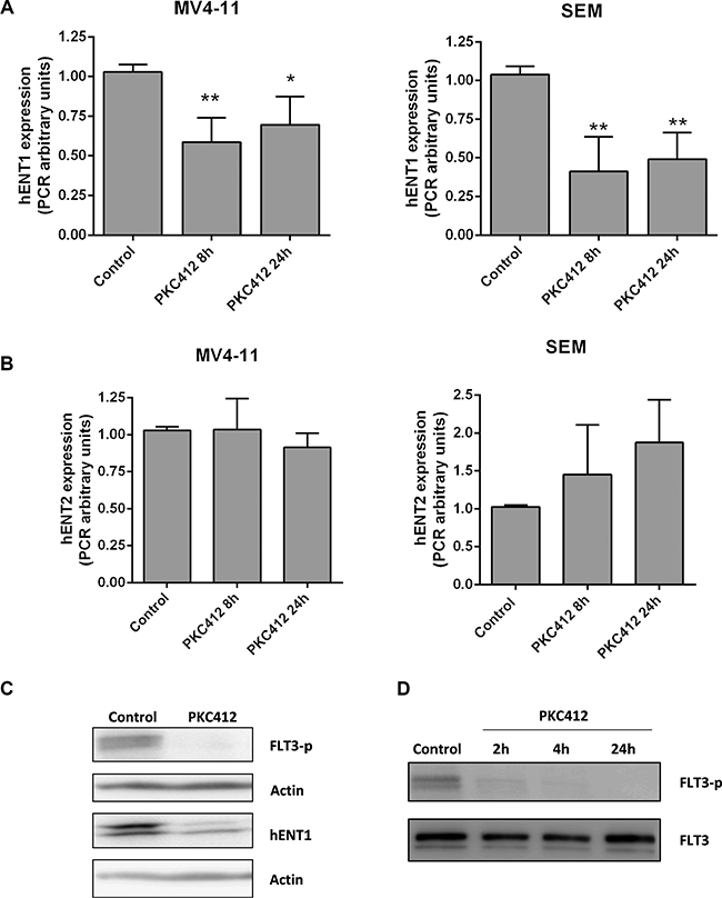 Involvement of FLT3 in hENT1 expression.