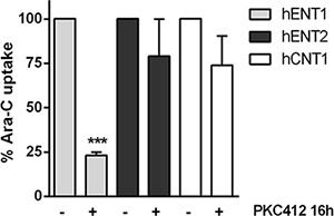 Effect of FLT3 inhibition in the uptake of Ara-C.