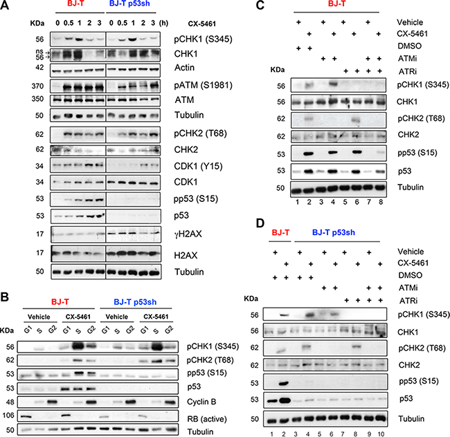 Inhibition of Pol I transcription initiation by CX-5461 activates the ATM/ATR signaling pathway.