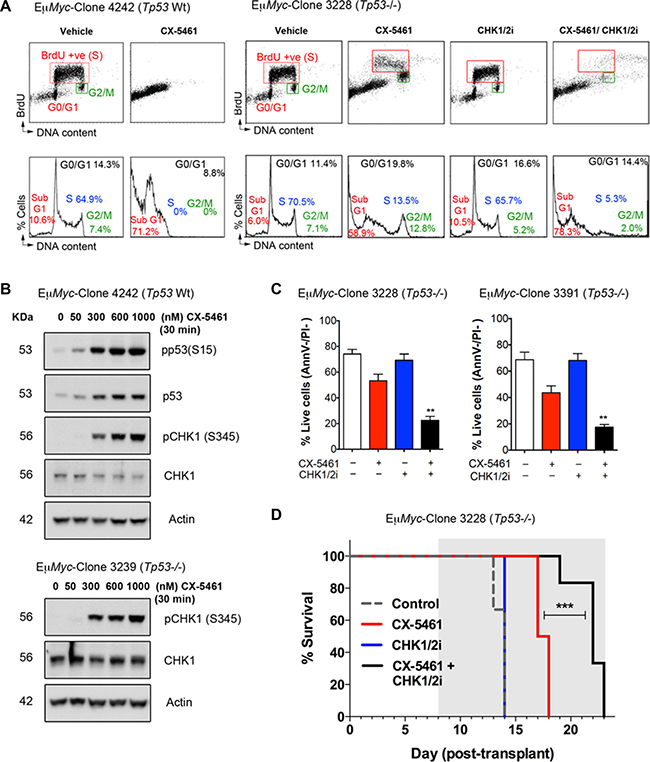 CX-5461 combination with a dual CHK1/CHK2 inhibitor induces cancer cell death of Tp53-null (Tp53&#x2212;/&#x2212;) E&#x03BC;-Myc lymphoma cells in vitro and in vivo.