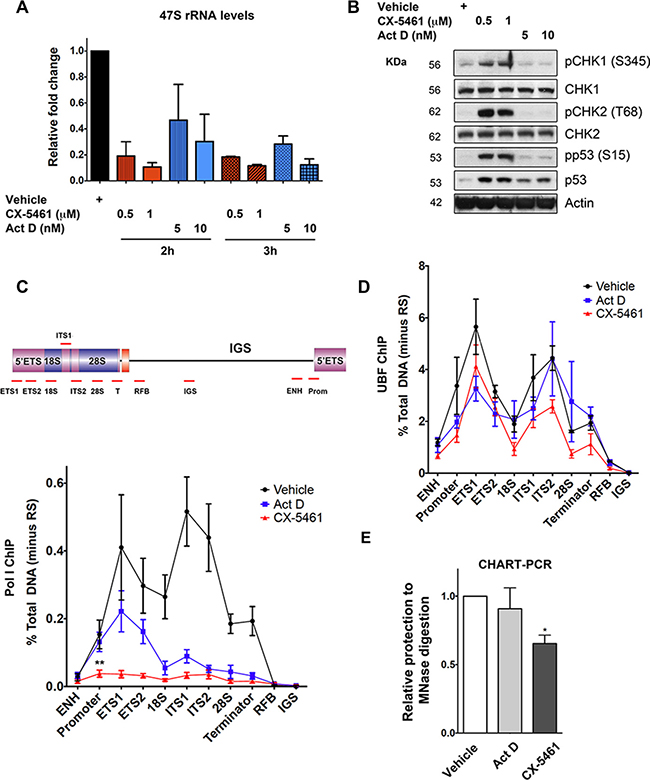 Inhibition of Pol I transcription initiation by CX-5461 results in rDNA repeats that are devoid of Pol I, but maintain an exposed chromatin state that associates with ATM/ATR pathway activation.
