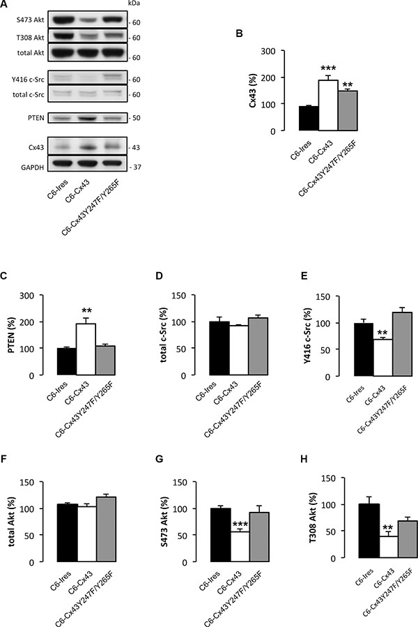 Effect of Cx43 and mutant Cx43 expression on PTEN expression and Akt activity.