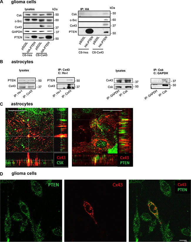 Interaction between Cx43, c-Src, Csk and PTEN in C6 glioma cells and astrocytes.
