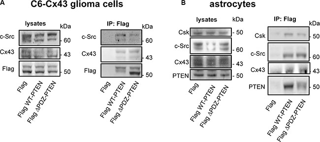 PTEN PDZ domain-binding motif is not required for PTEN interaction with Cx43, c-Src, and Csk.