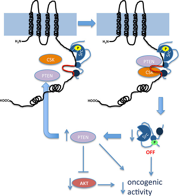 Proposed mechanism by which Cx43 inhibits the activity of c-Src.