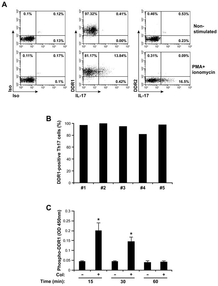 DDR1 is expressed and is functional in human Th17 cells.