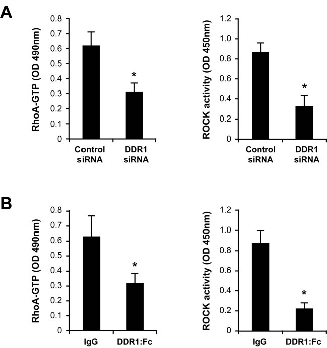 Inhibition of DDR1 decreases RhoA/ROCK activity in Th17 cells cultured in 3D collagen.