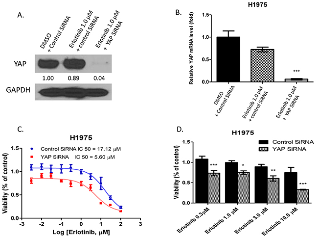 Inhibition of YAP by siRNA enhanced the cytotoxicity of erlotinib to H1975 cells.