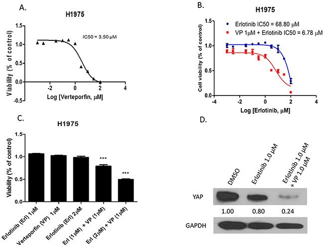 The YAP inhibitor verteporfin increased sensitivity of H1975 cells to erlotinib.