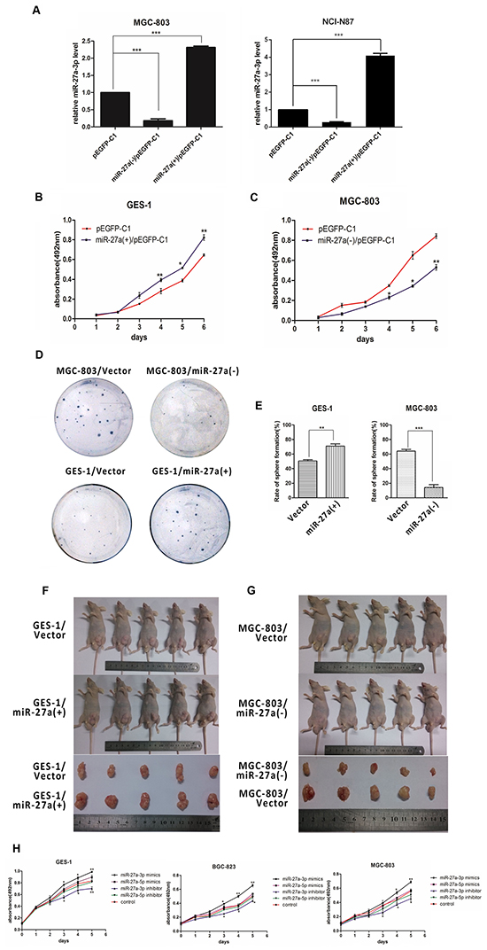 miR-27a-3p promotes GC cell growth in vitro and in vivo.