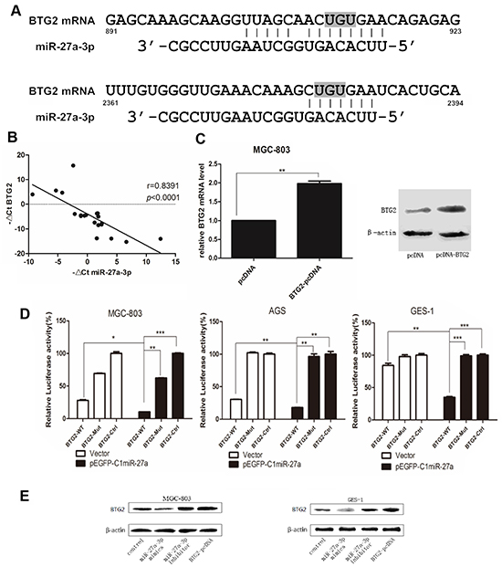 BTG2 is a direct functional target of miR-27a-3p in GC cells.