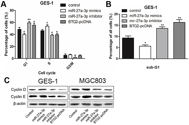 miR-27a-3p/BTG2 axis regulates cell cycle progression in GC cells.