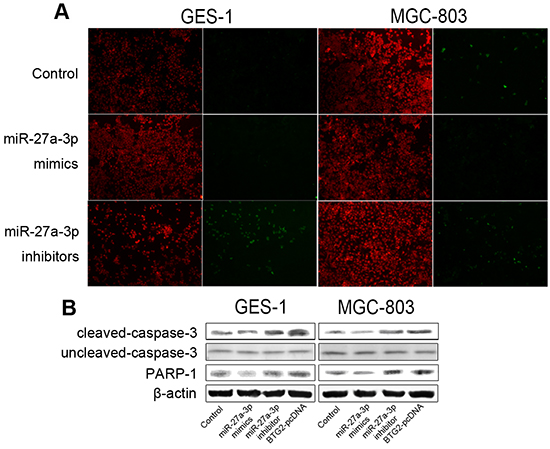 miR-27a-3p/BTG2 axis regulates apoptosis in GC cells.