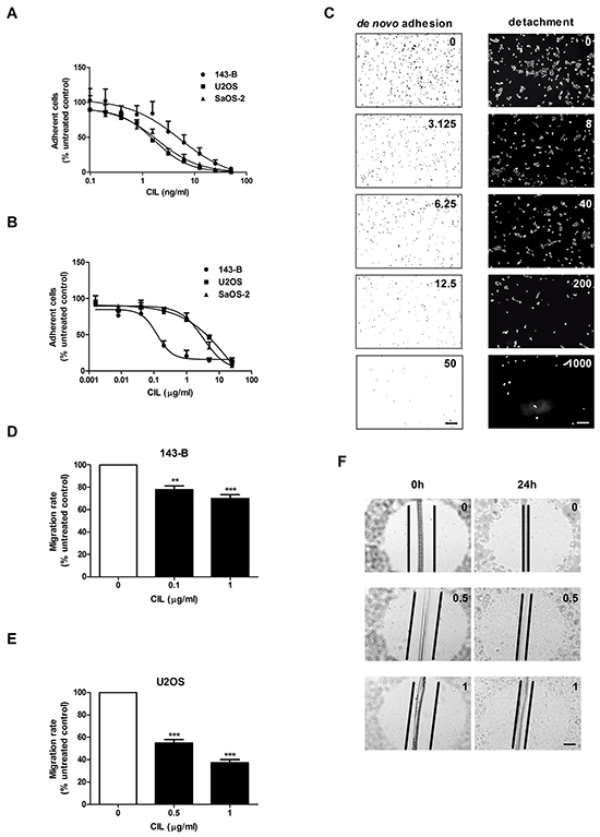 Cilengitide (CIL) inhibits de novo adhesion and causes detachment of osteosarcoma cells from vitronectin and reduces cell migration.