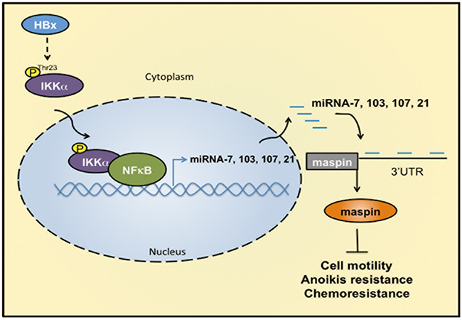 IKK&#x03B1;/NF&#x03BA;B-dependent microRNAs contribute to HBx-mediated hepatocellular tumor progression through suppression of maspin.